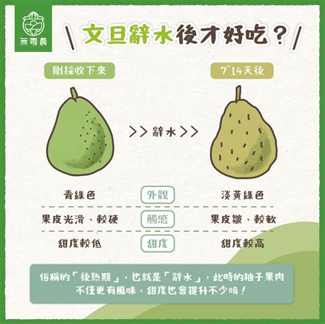 辭水 台語|辭水是什麼？怎麼挑文旦？原來這時候的柚子最好吃！…